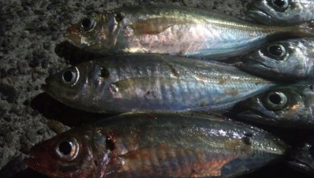 釣りデビュー 45日目