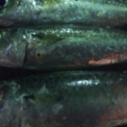 釣りデビュー 46日目