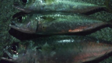 釣りデビュー　46日目