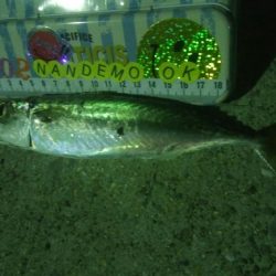 釣りデビュー　47日目