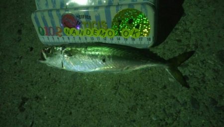 釣りデビュー　47日目