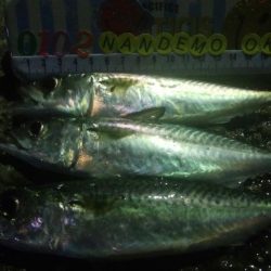 釣りデビュー　48日目