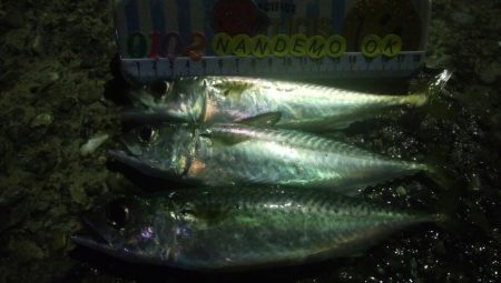 釣りデビュー　48日目