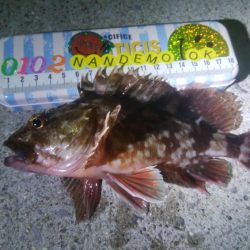 釣りデビュー　49日目