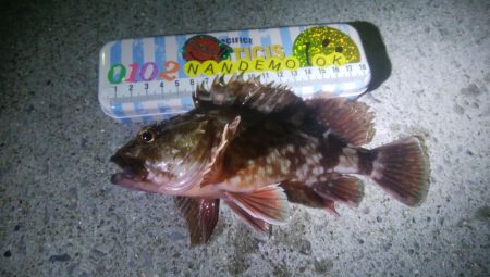 釣りデビュー　49日目