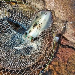 アオリイカ一杯・・・