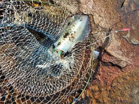 アオリイカ一杯・・・