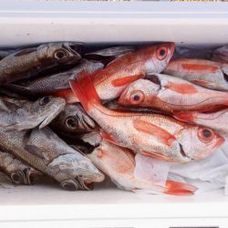 康仁丸・中深海・釣り果