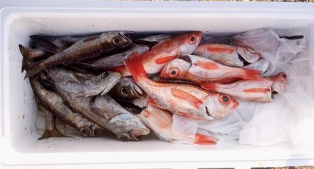 康仁丸・中深海・釣り果