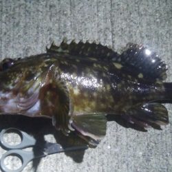 釣りデビュー　52日目