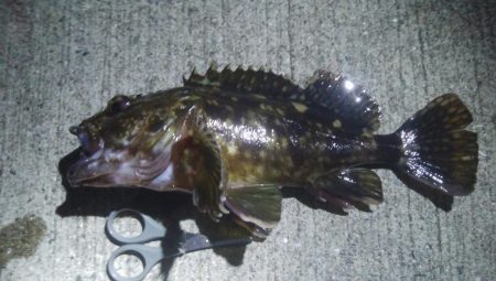 釣りデビュー　52日目