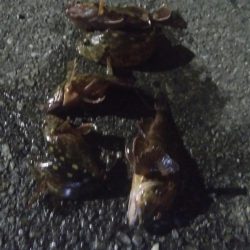 釣りデビュー　53日目