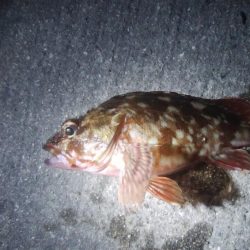 釣りデビュー 55日目