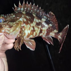 雨のメバリング釣行