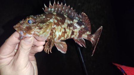 雨のメバリング釣行