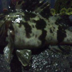 釣りデビュー　59日目