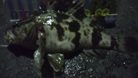 釣りデビュー　59日目