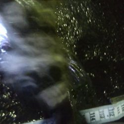 釣りデビュー　60日目