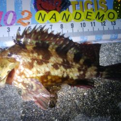 釣りデビュー 63日目