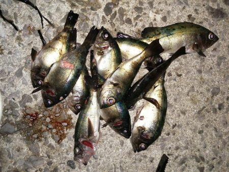 アジに会えました