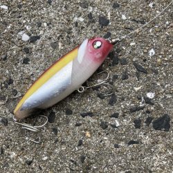 ショアでブリのRIDE ON!!