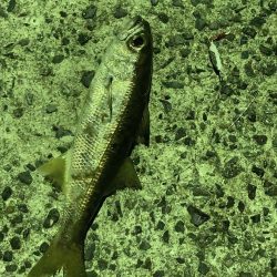 エギングのちライトショアジギング