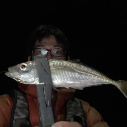 エギングからライトルアーフィッシング