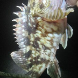 寒波後のガシラ