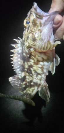 寒波後のガシラ