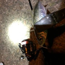 2021 佐渡ヶ島ライトゲーム