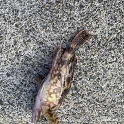 遅めの朝マズメ