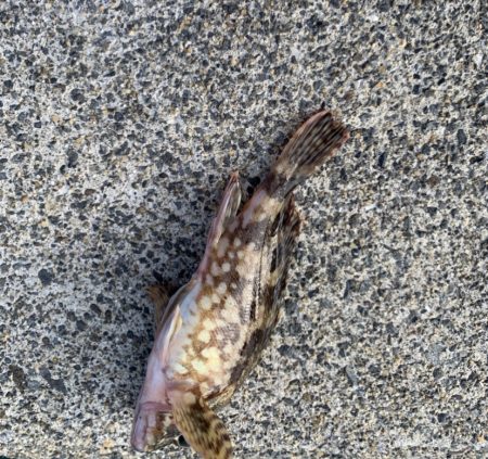 遅めの朝マズメ