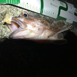 ガシラ良型連発