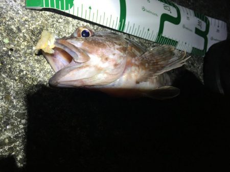 ガシラ良型連発