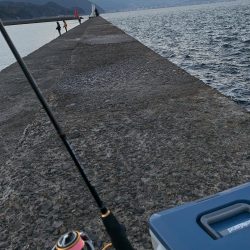 初釣りアジング　思わぬ来客