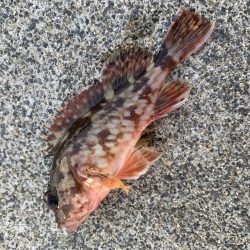 朝まずめ30分勝負！