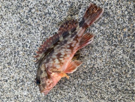 朝まずめ30分勝負！