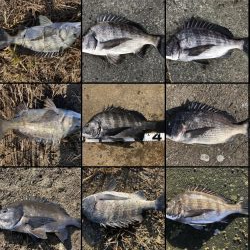 イチノ兄弟、釣果！