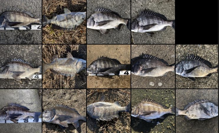 イチノ兄弟、釣果！