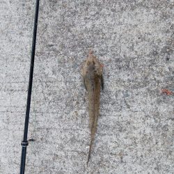 正月から投げ釣り