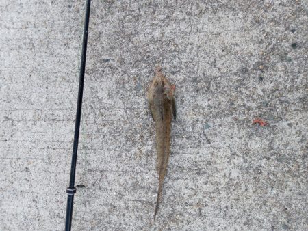 正月から投げ釣り