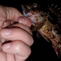 ナイトフィッシング