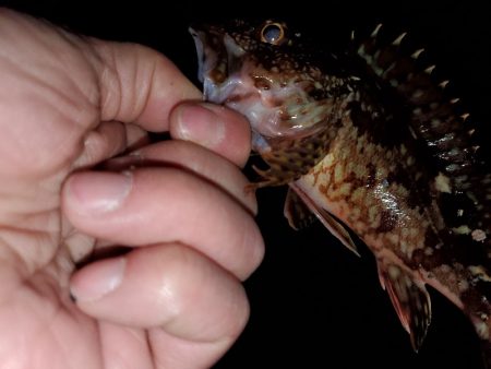 ナイトフィッシング