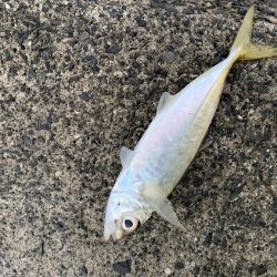 悪天候の中での釣り