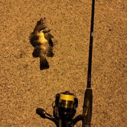 初釣　メバルおったよ