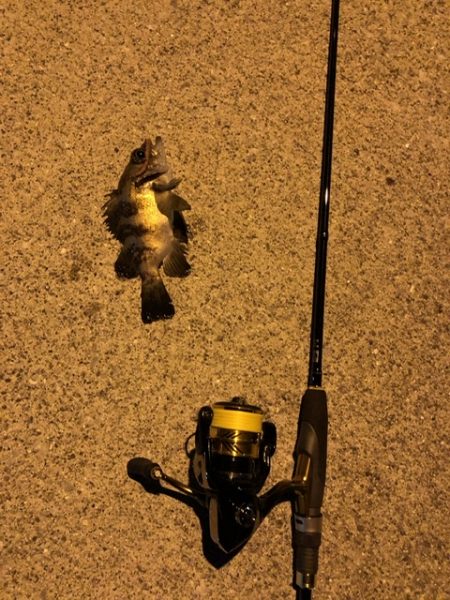 初釣　メバルおったよ