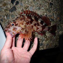 メバルとガシラ