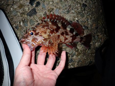 メバルとガシラ