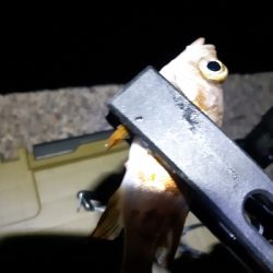 明けましておめでとうございます