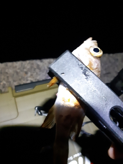 明けましておめでとうございます